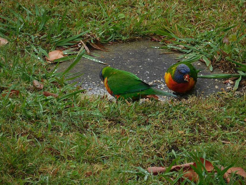 Varavīksnes papagaiļi ... Autors: turistsr@speles Sydney tuvākā apkārtne