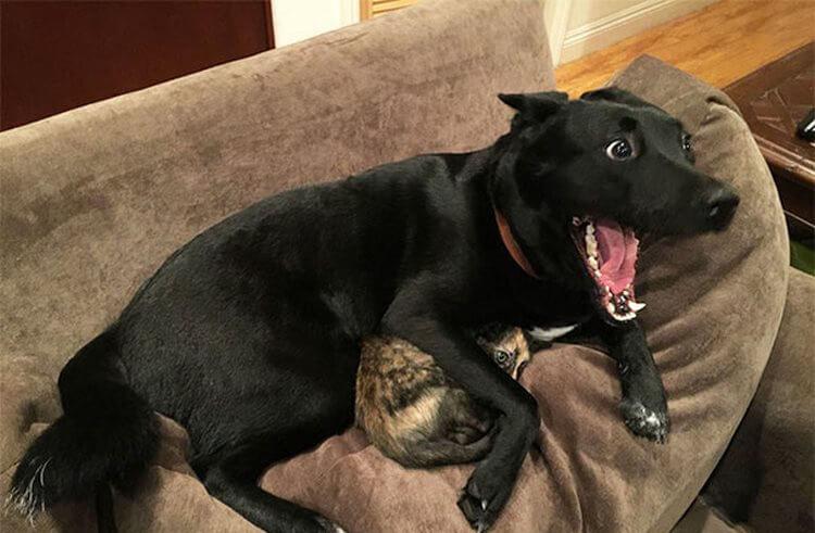 Scaronis suns un kaķis ļoti... Autors: chikooorita 18 suņi, kuriem pēkšņi kļuva ļoti, ļoti bail