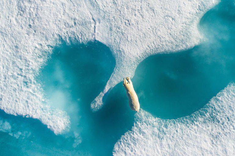 Majestātisks polārais lācis... Autors: zeminem 22 labākās fotogrāfijas, kuras 2017. gadā uzņemtas ar droniem. Aizraujas elpa!