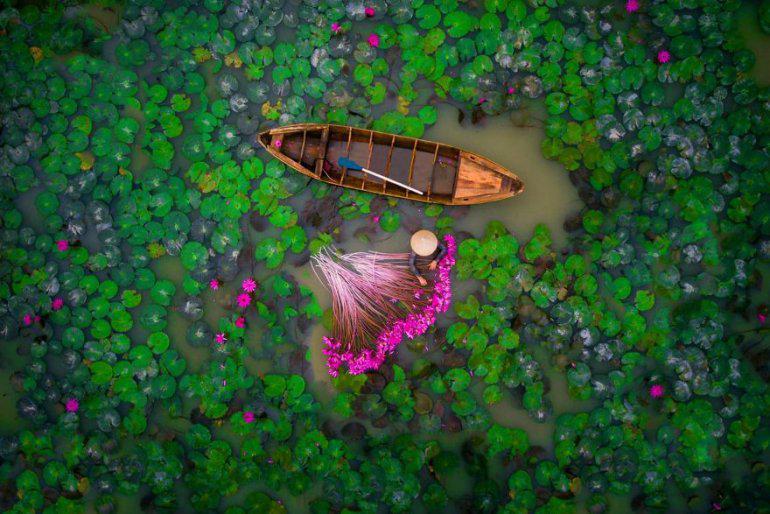 Sieviete ievāc ūdens lilijas... Autors: zeminem 22 labākās fotogrāfijas, kuras 2017. gadā uzņemtas ar droniem. Aizraujas elpa!