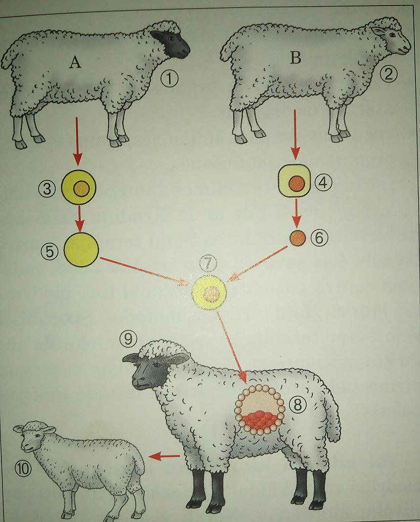 Izmantojot bioloģijas grāmatu... Autors: Dindinja Pirmais klonētais zīdītājs - aita Dollija
