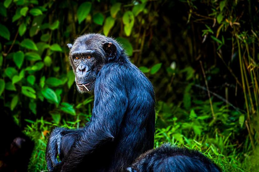 Foto PixabayIntervijā... Autors: Lestets Stāsti par šimpanzes un cilvēka hibrīdu esot taisnība
