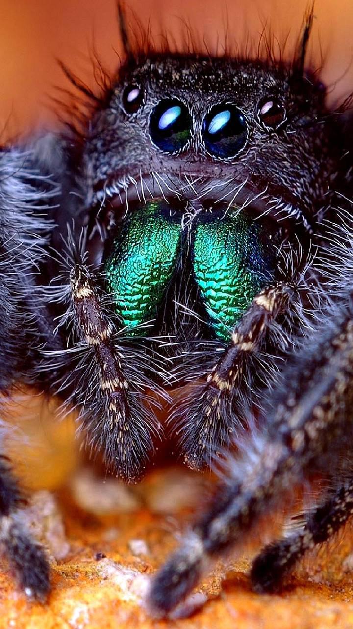  Cepti zirnekļi garšo pēc... Autors: Fredy fazber 20 interesanti fakti