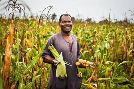Kukurūza  ir viens no... Autors: Zigzig Baltie fermeri Zambijā 🇿🇲