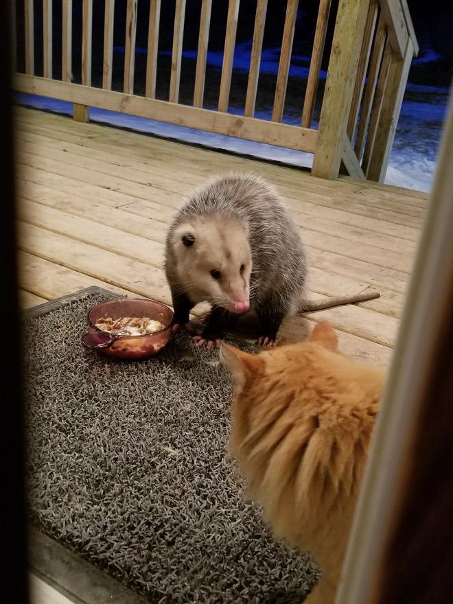 Autors: matilde Rēcīgi: Izmisušā kaķa reakcija, kad oposums zog viņa ēdienu