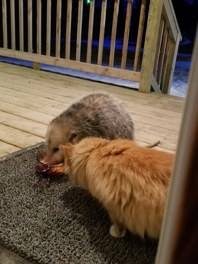  Autors: matilde Rēcīgi: Izmisušā kaķa reakcija, kad oposums zog viņa ēdienu