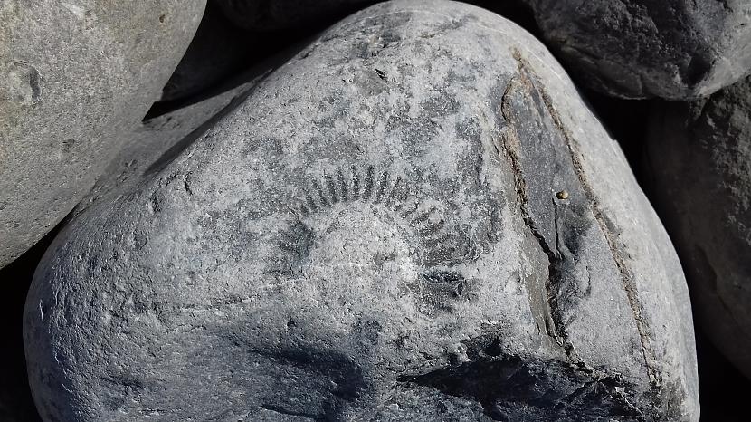 Saules formas fosīlijas... Autors: Griffith Dunraven Bay, Southerndown, Wales - pavasaris.