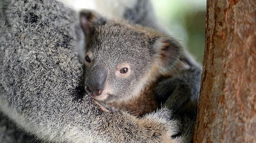Koalām grūtniecības periods ir... Autors: Fosilija Koalas.