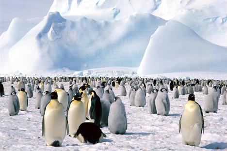Pingvīni spēj ienirt 200 metru... Autors: ere222 zxzxhzc Pingvīni