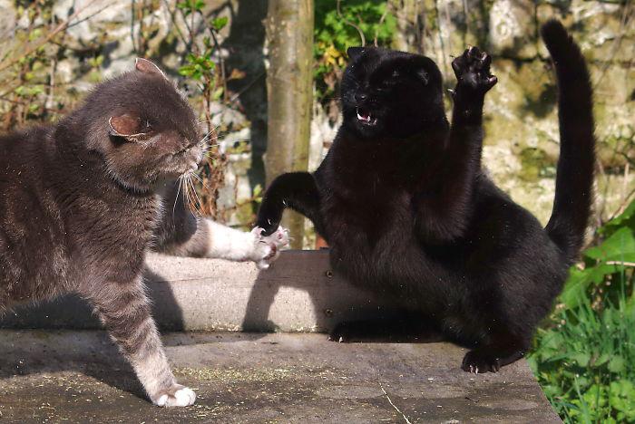  Autors: matilde Noķerts īstajā brīdī: Kaķi, kuriem ļoti patīk dejot