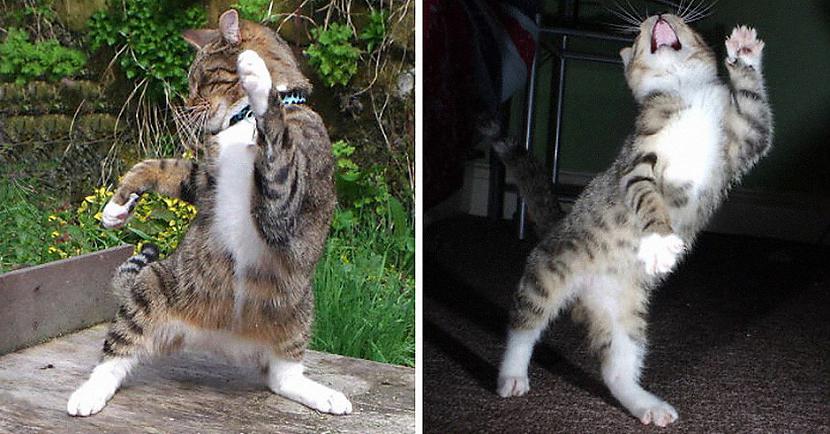 Vai Tavs kaķis dejo Autors: matilde Noķerts īstajā brīdī: Kaķi, kuriem ļoti patīk dejot