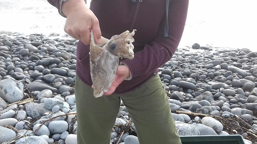 Atradām apgrauztu cuttlefish ... Autors: Griffith Atgriezāmies Dunraven Bay - Southerndown - Wales