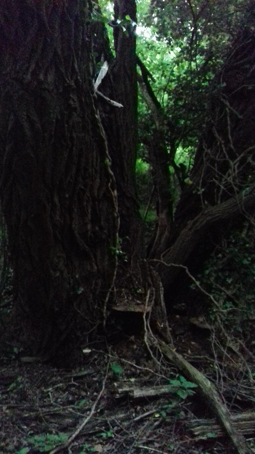 Mežā iekscaronā ir neganta... Autors: Griffith Telefona foto, 29.5.18