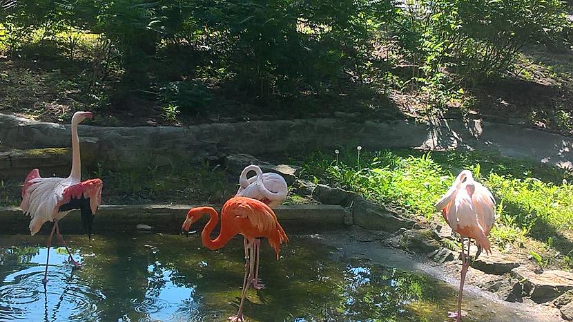 Flamingo gan skaisti pozēja Autors: Agutiņš Rīgas Zoo dzīvnieku pārsteigums!