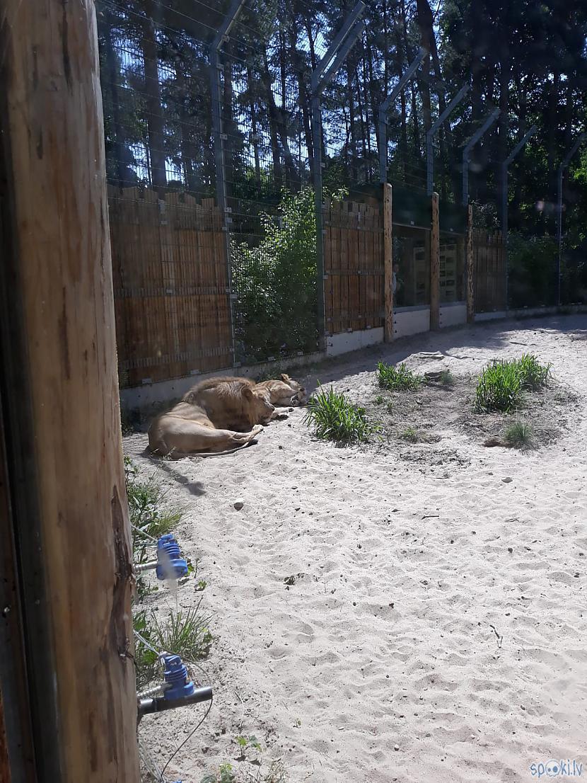 Lauviņas Autors: Agutiņš Rīgas Zoo, dzīvnieku pārsteigums! #2