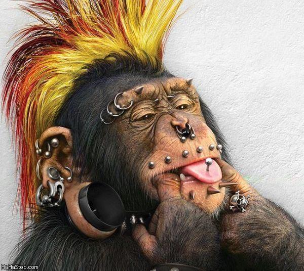 Gorillu karalis Autors: SemiSuns Smieklīgas bildes 3