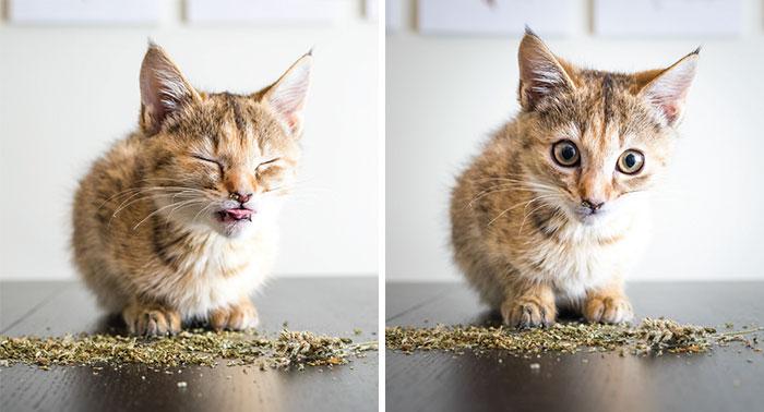  Autors: matilde Fotogrāfs iemūžina kaķus, kuri ir «salietojušies» kaķumētru. Amizanti skati!