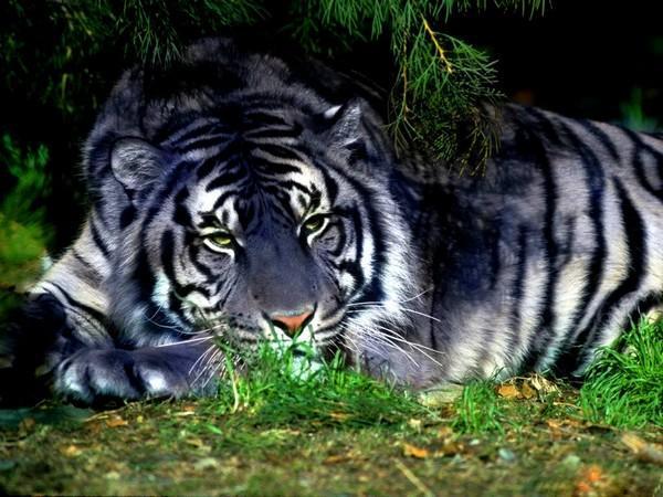 5 Zilais tīģeris raksturīga... Autors: Fosilija 5 pasaules retākie un apdraudētākie kaķi...