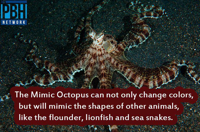 Mīmu astoņkājis ne tikai maina... Autors: Vsauce Interesanti fakti