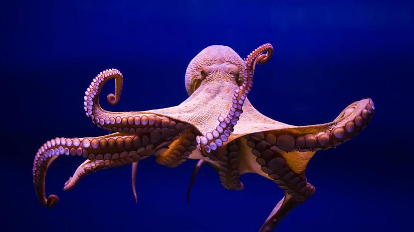 Astoņkājim ir 3 sirdis  2 no... Autors: Novirziens 10 interesanti fakti, kurus Tu noteikti nezināji!
