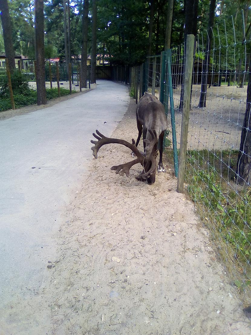  Autors: Drakonvīrs Atkal Rīgas Zooloģiskajā dārzā
