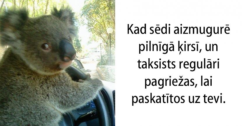  Autors: matilde 15 patiesi joki, kurus sapratīs tie, kuri ikdienā brauc ar taksi