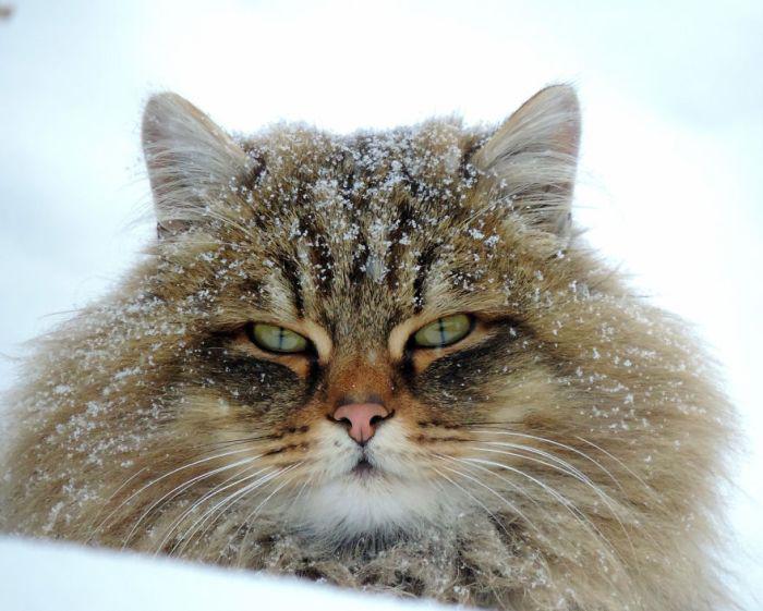  Autors: nolaifers Sibīrijas kaķi.