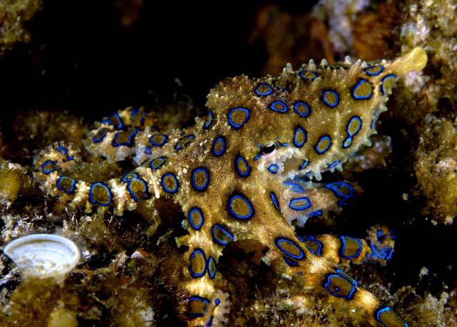 BlueRinged Octopus Zilgredzenu... Autors: ĶerCiet Nāvīga satikšanās: Pasaulē indīgākie dzīvnieki