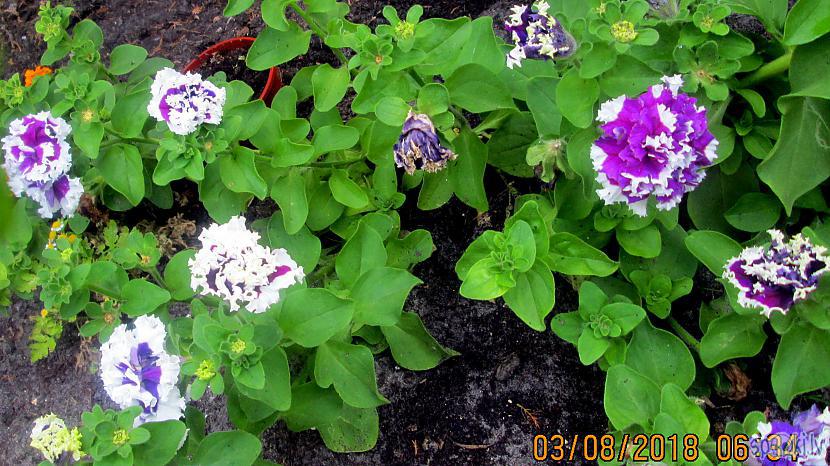 Pildītie ziedi ja skatīsies... Autors: rasiks Petūnijas omes dārzā