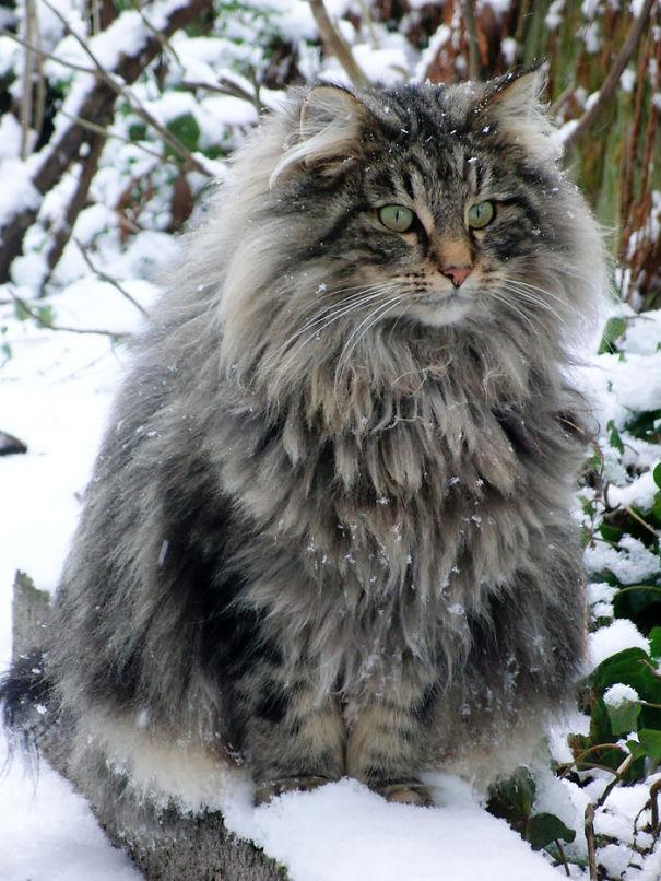 Sibīrijas kaķisSibīrijas... Autors: ezkins Garspalvaino kaķu Top 10