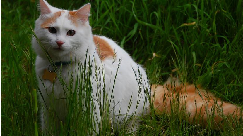 Turcijas Vana kaķisScaronai... Autors: ezkins Garspalvaino kaķu Top 10