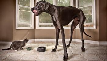 Pasaulē lielākā suņa rekordu... Autors: ĶerCiet 8 kaķi un suņi - pasaules rekordisti