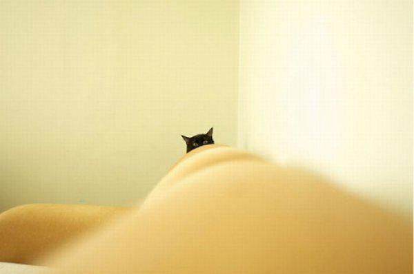  Autors: Fosilija Kaķis var būt jebkur, pat tavās apenēs