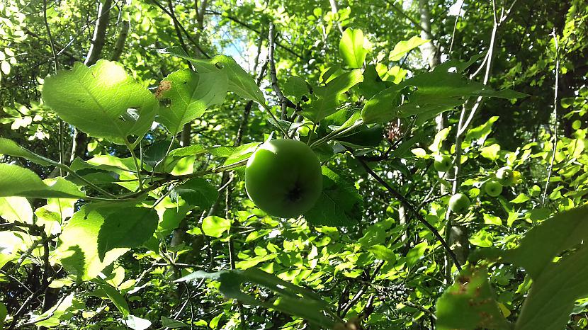 Mazi meža ābolīscaroni nav... Autors: Griffith Rudens ir klāt. 14. augusts. Malvern, UK.