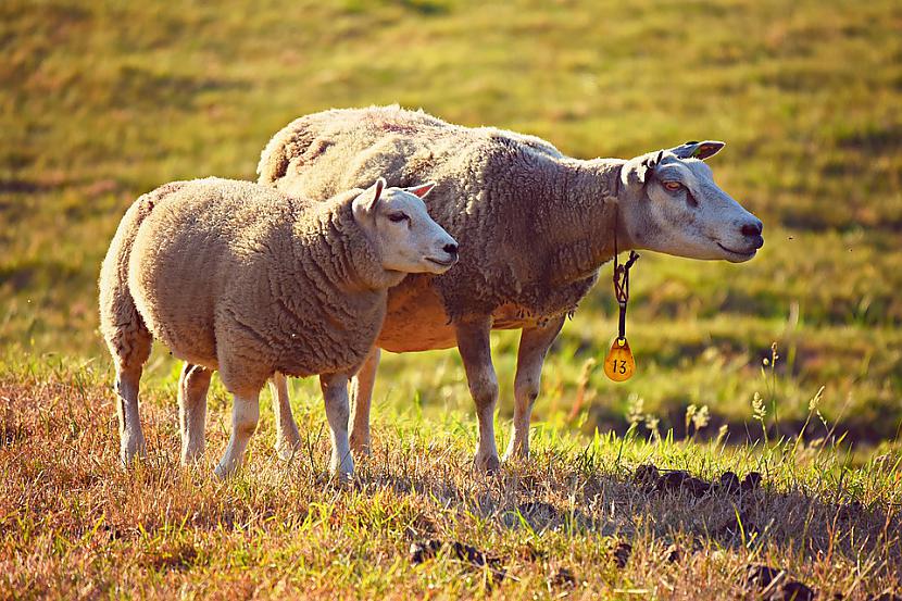 Foto PixabayVisdrīzāk aitas... Autors: Lestets Radioaktīvas aitas atklāj, kas notika 1979. gadā