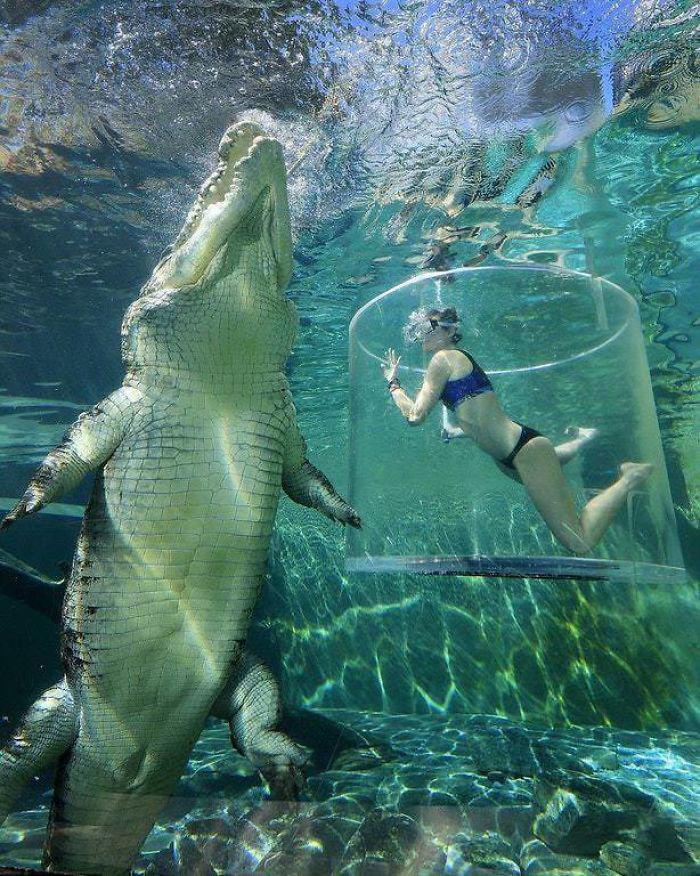 Sālsūdens krokodils Autors: Fosilija 20 lietas, kuras dabā ir daudz lielākas nekā domāji