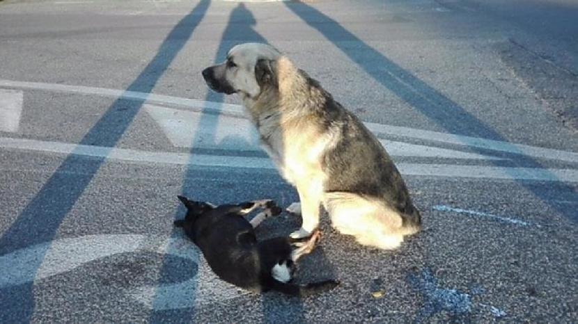 Viņa draugs nbsp rudais suns... Autors: pyrathe Divu suņu draudzība, kas aizkustināja cilvēku sirdis visā pasaulē