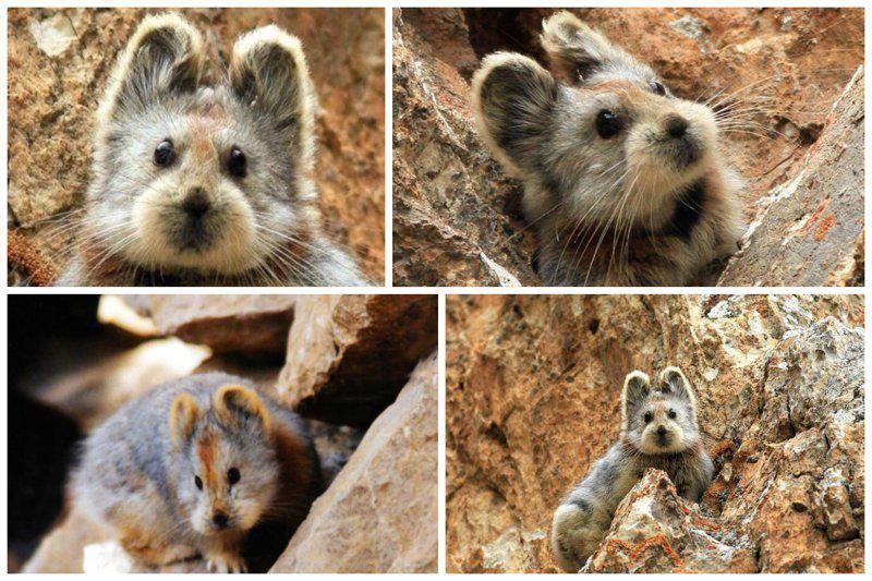 Ili pika  svilpējzaķis dzīvo... Autors: pyrathe 18 dzīvnieki, par kuriem Tu, iespējams, nebūsi pat dzirdējis