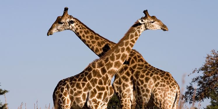 Žirafes mēle ir tik gara ka... Autors: swaggerr Daudz visādu interesantu faktu par dzīvniekiem.