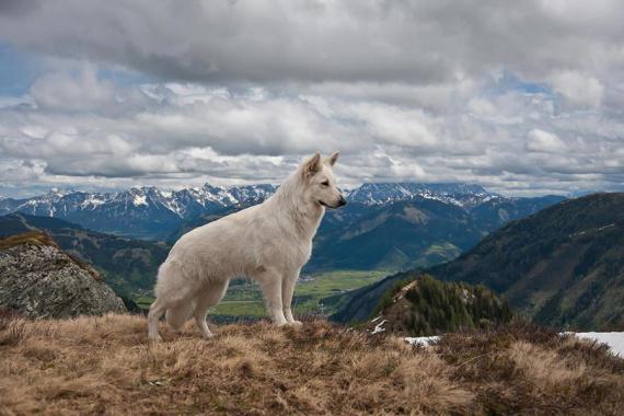 Baltais Šveices aitu sunsIr... Autors: Elizabete pilāne p Labas suņu šķirnes 1. Daļa