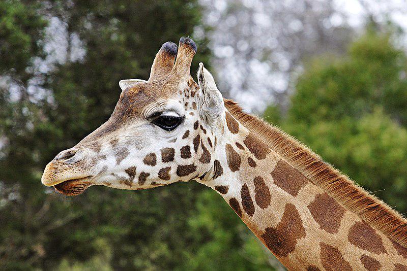 Žirafes mazulim piedzimstot... Autors: Buck112 Fakti par jebko. (1)