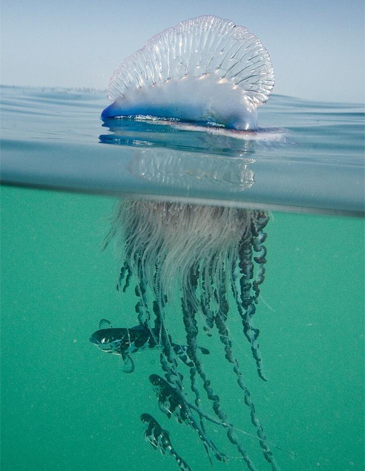 Medūzas ir gluži kā aisbergs... Autors: Latvian Revenger 19 elpu aizraujoši attēli, kas apliecina dabas spēku