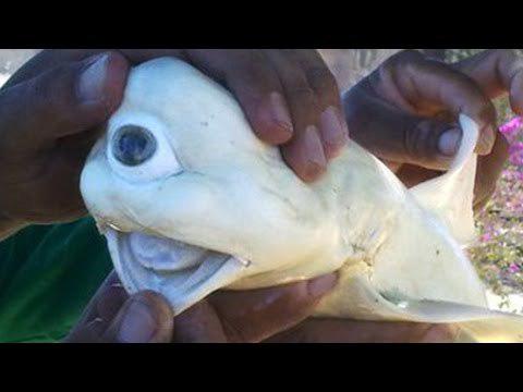 Tas ir haizivs embrijs ar... Autors: Bitchere Neparastās acis