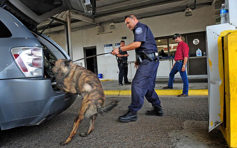 Dienesta suņi policijā ir... Autors: Lubuntu No maza kucēna līdz desanta vingrinājumiem.