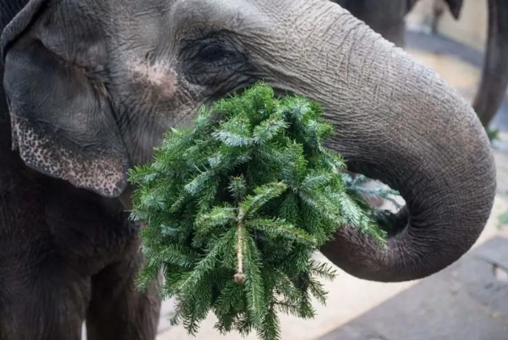 8 Ziloņiem garscarono eglītes9... Autors: Pīters Kvils 18 fakti par Ziemassvētkiem, kurus tu negribēji zināt
