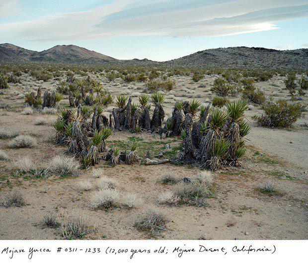 Mojave Yucca 12 000 gadu... Autors: ĶerCiet 10 augi, kuri ir vecāki par 2000 gadiem. Apbrīnojamā daba