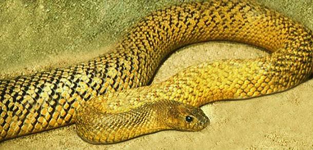 Iekscaronzemes taipāns Scaronī... Autors: Testu vecis 20 indīgākās čūskas pasaulē
