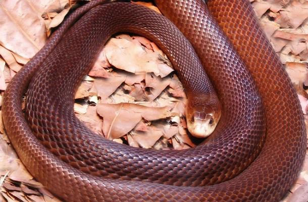 Piekrastes taipāns Scaronī ir... Autors: Testu vecis 20 indīgākās čūskas pasaulē