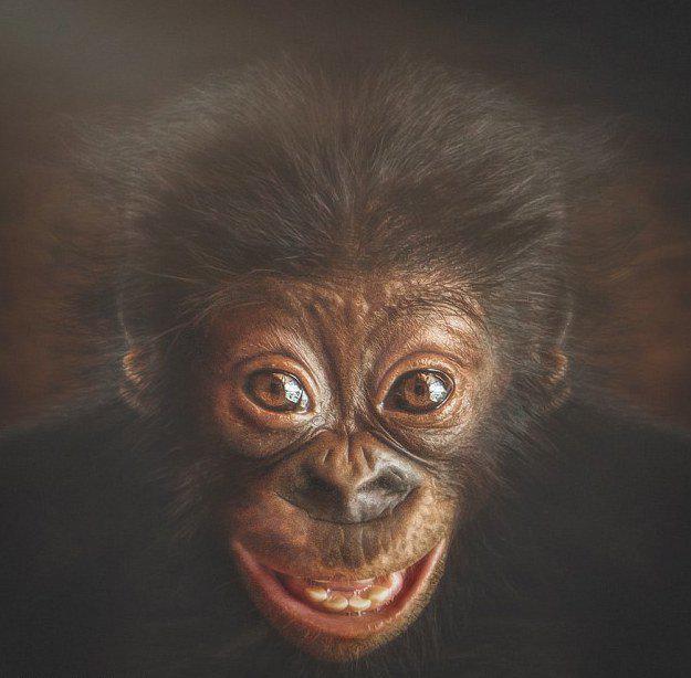  Autors: ĶerCiet 23 ļoti cilvēcīgi pērtiķu portreti, kas liek aizdomāties