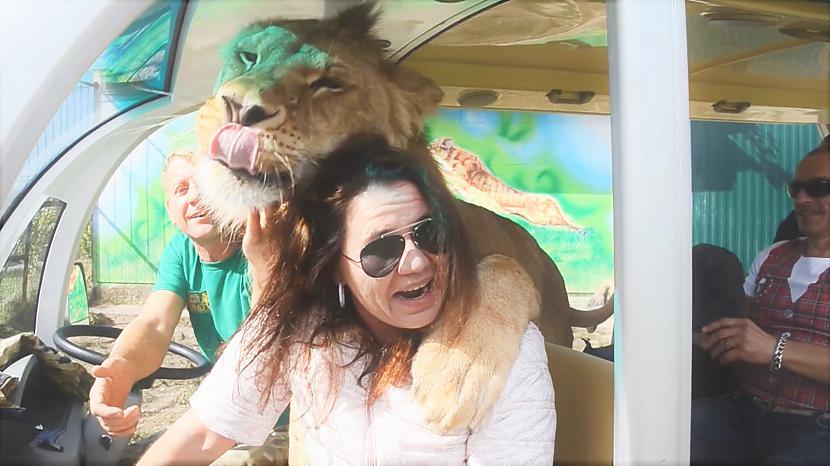  Autors: cocosik@ru Lauvas darbībā! Brīnumainā Zoo lauvas ir mīļi kā kaķēni